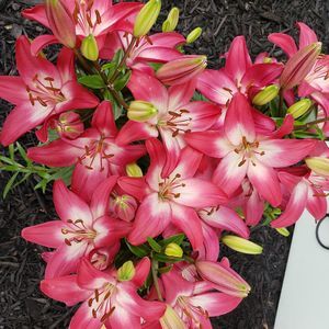 Meet your Posher, Allison